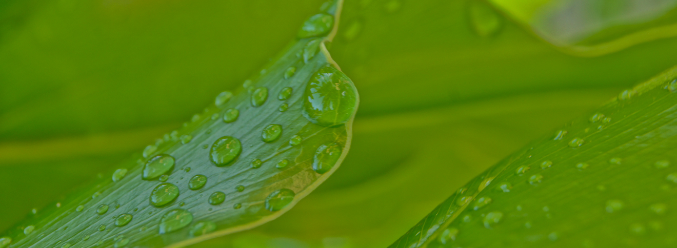 green-leaf_slide