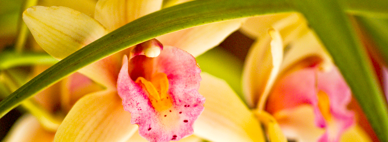orchid_slide